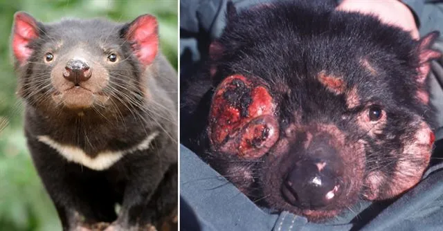 태즈메이니아 데빌 특징 매력 성격_3