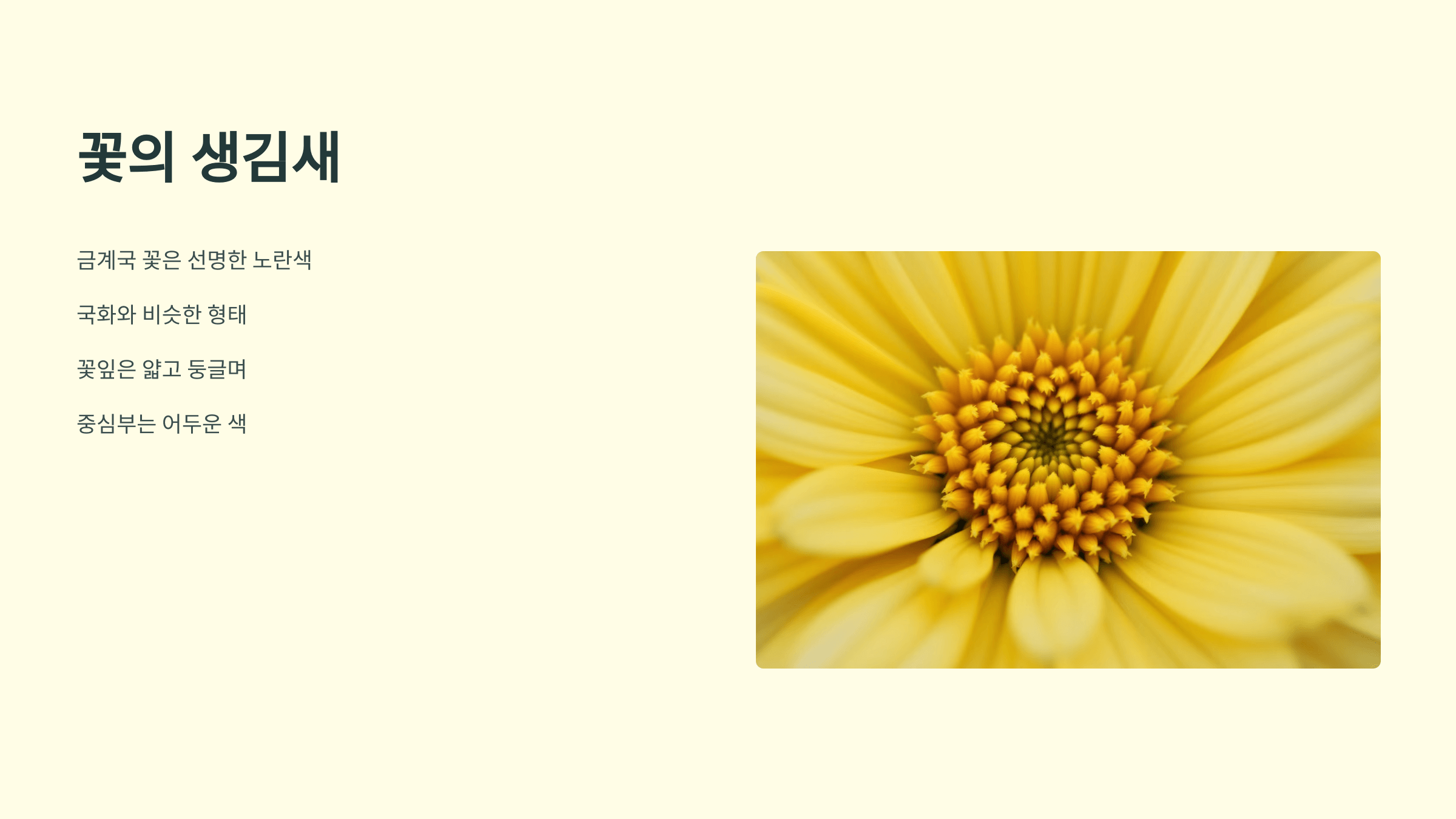 금계국 사진입니다.