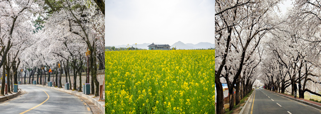 경주 대릉원길과 황룔사지 유채꽃밭, 보문가는길