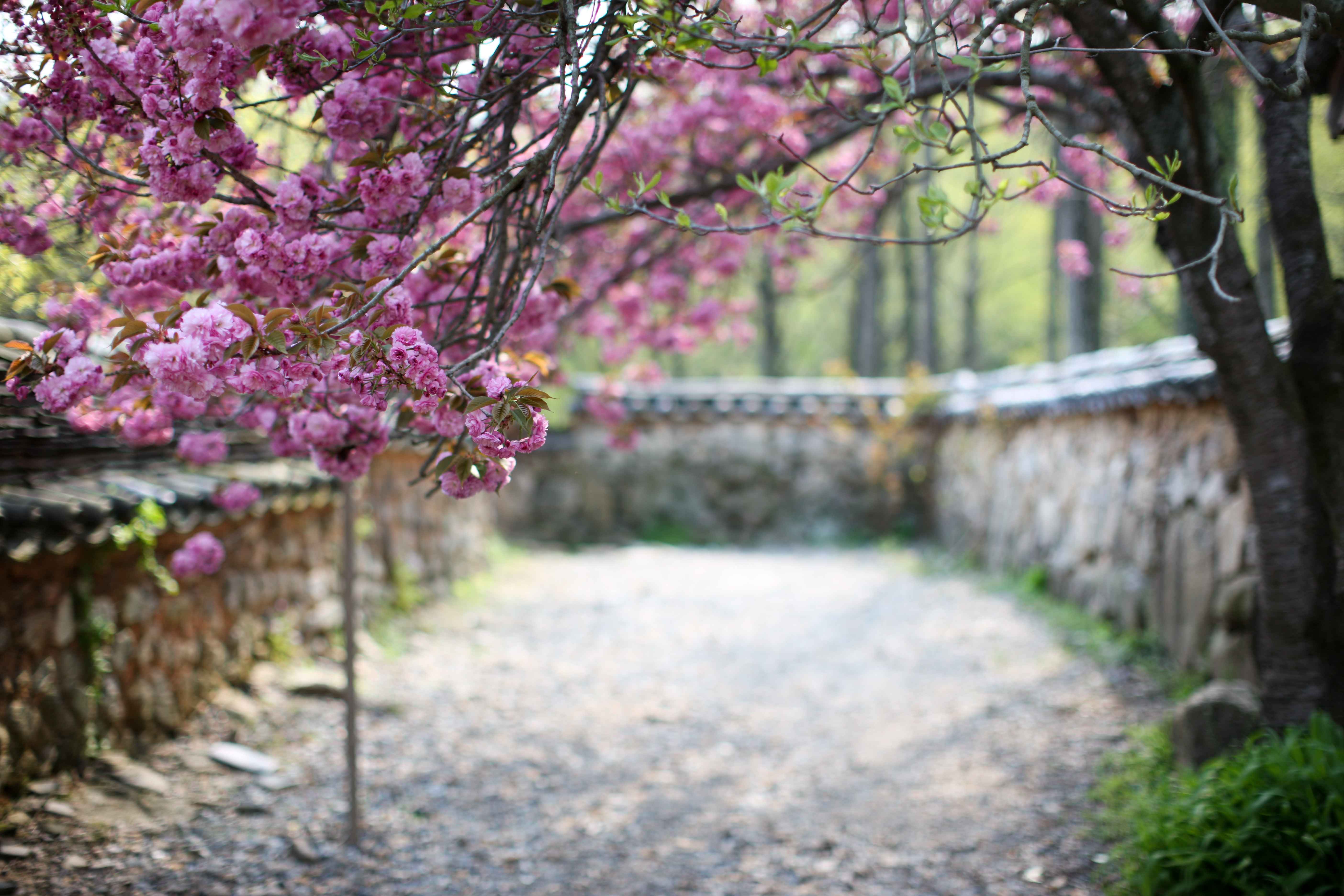 순천 선암사 겹벚꽃