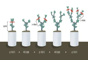 가지치기 요령 도구소독 새순유도 수형잡기 건강하게 키우기_4
