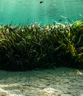 미역 효능 부작용 칼로리