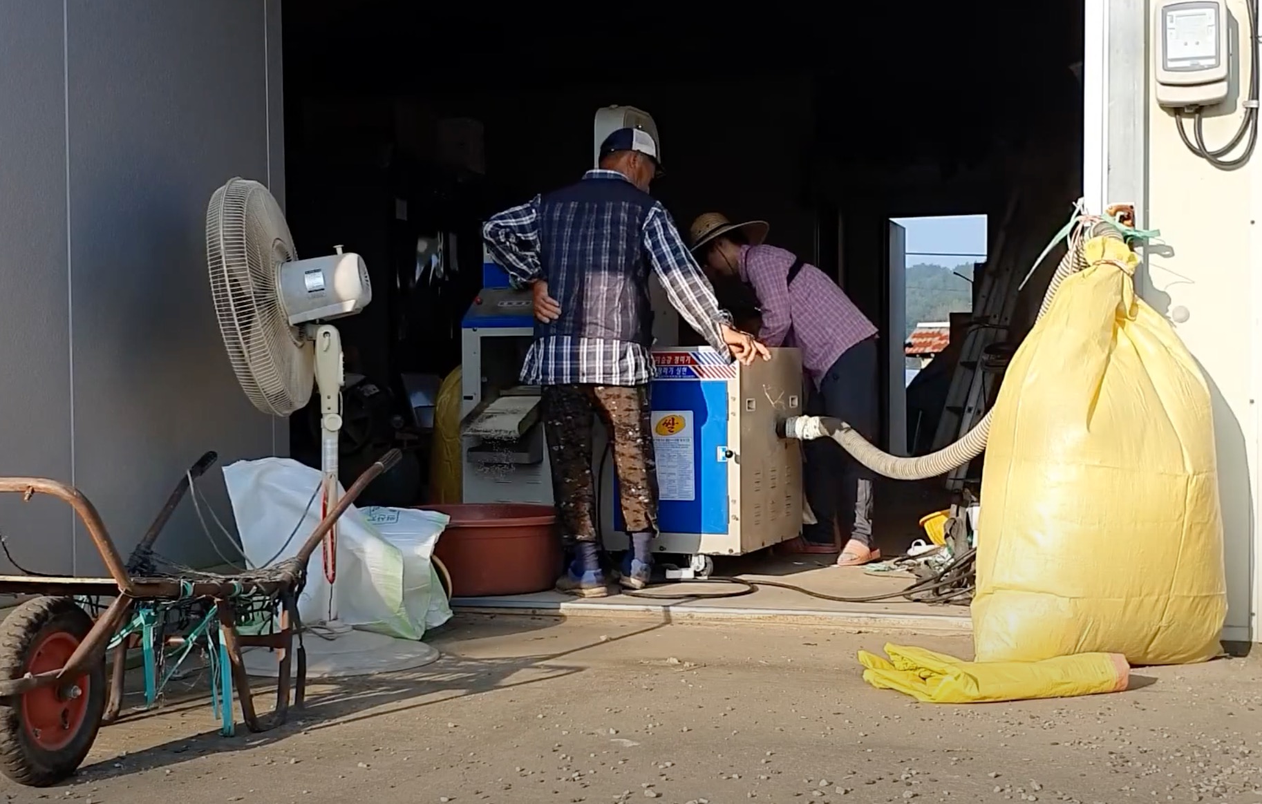 고무대야와 야외 위생적이지 않은 곳에서 각종 벌레 들쥐들의 위험속에서 도정하는 모습