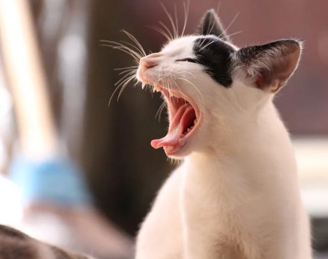 개와 고양이의 치주질환 치료