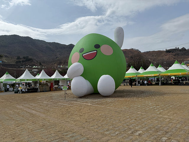 광양 매화축제 개화상황 실시간
