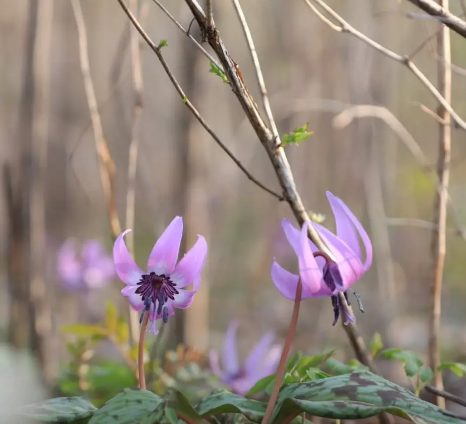 국립백두대간수목원-입장료-무료입장-트램-호랑이-운영시간
