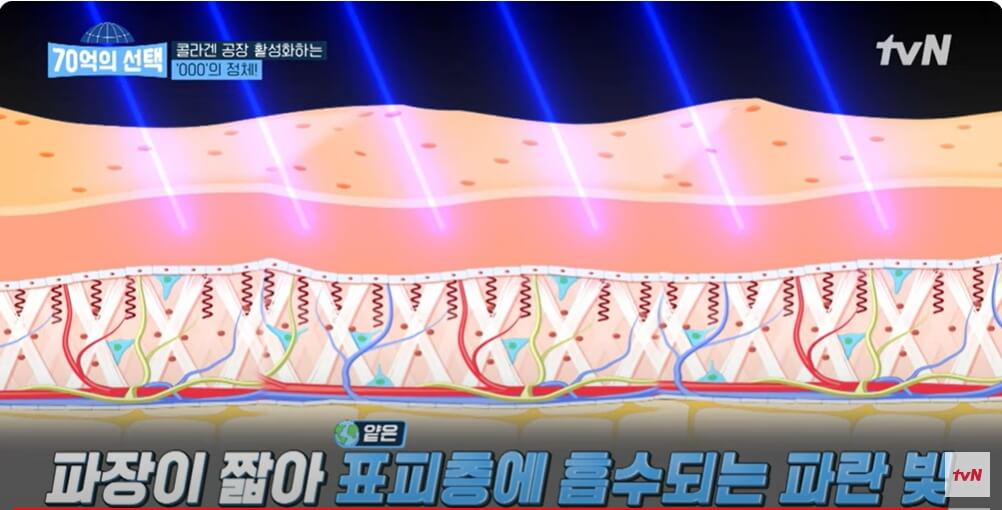 70억의 선택 콜라겐