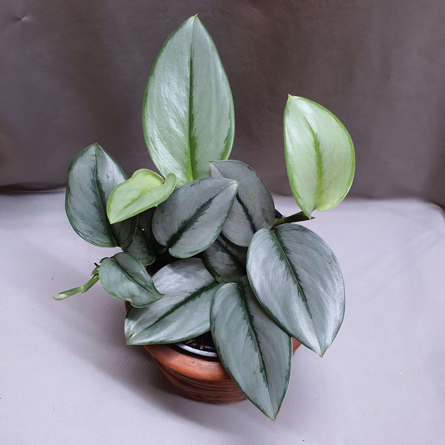 스킨답서스 트루비 문라이트 (Scindapsus Treubii ‘Moonlight’)