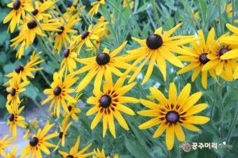 여름꽃 종류 모음 여름 꽃나무 추천 12가지 정리_10