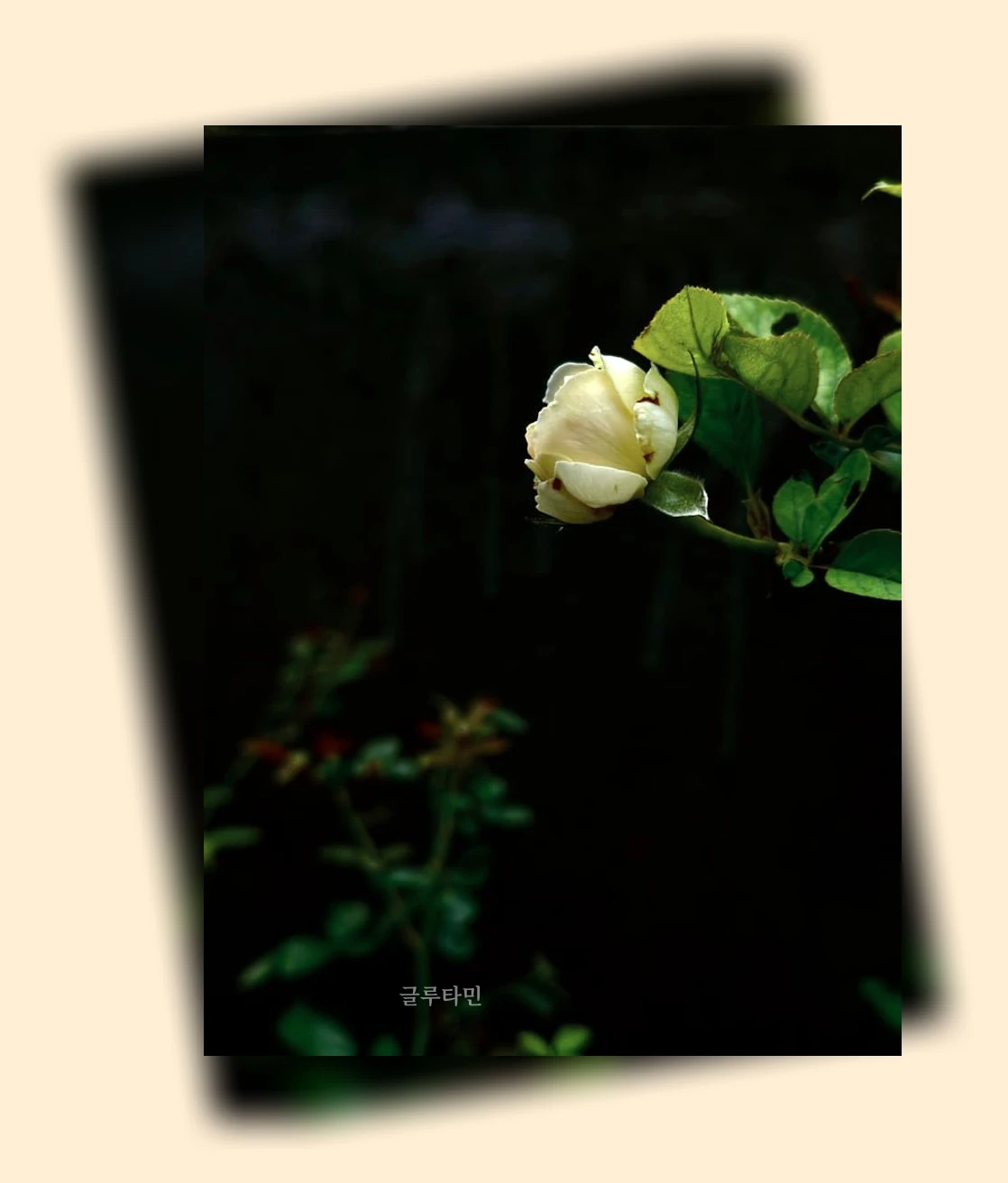 홈가드닝_1_subsection