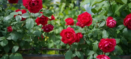 국내 장미 축제 명소 베스트 8 관련 사진