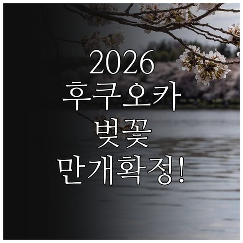 2026년 일본 후쿠오카 벚꽃 만개 ..