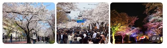 여의도 윤중로 벚꽃길 &ndash; 서울 봄의 시작