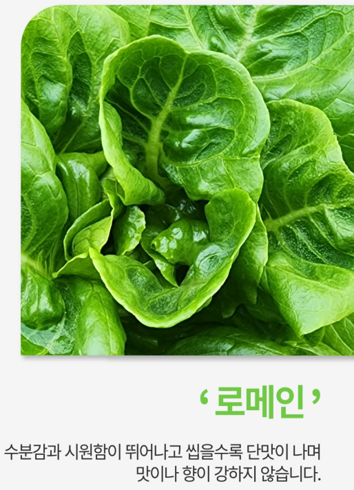 6시내고향 유럽쌈채소 경남 밀양 밀양상회