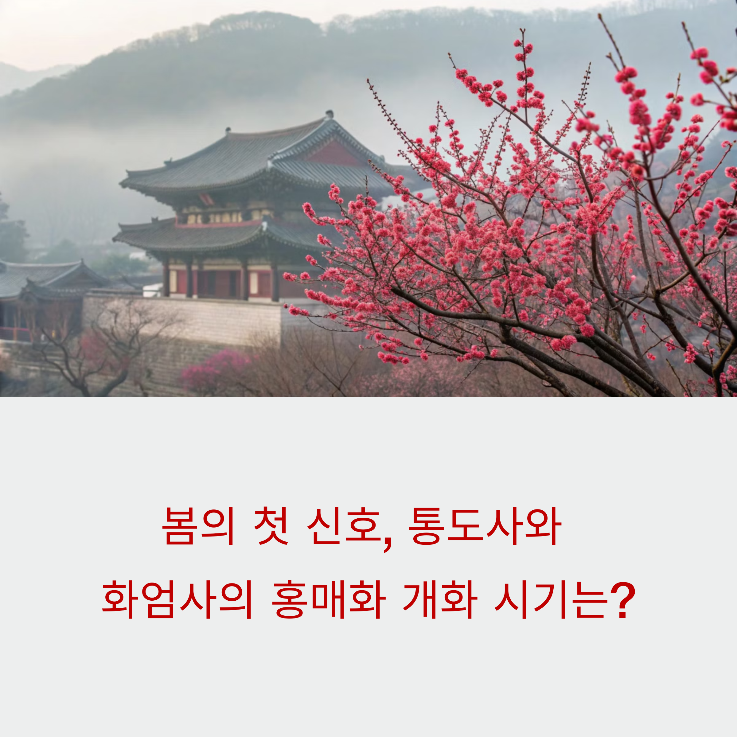 홍매화 개화정보! 양산 통도사 vs 구례 화엄사, 어디가 더 빨리 피나?