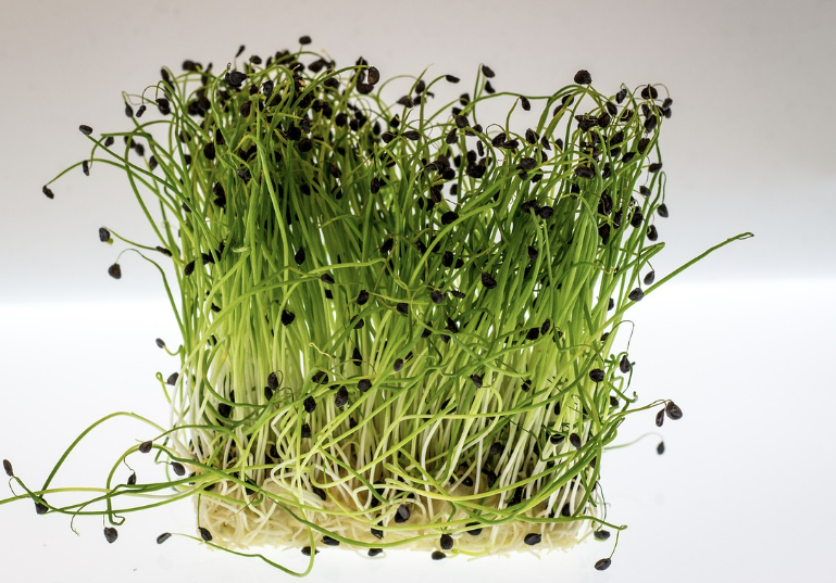 봄에 맞는 제철 식품: 신선한 나물과 과일로 건강 챙기기