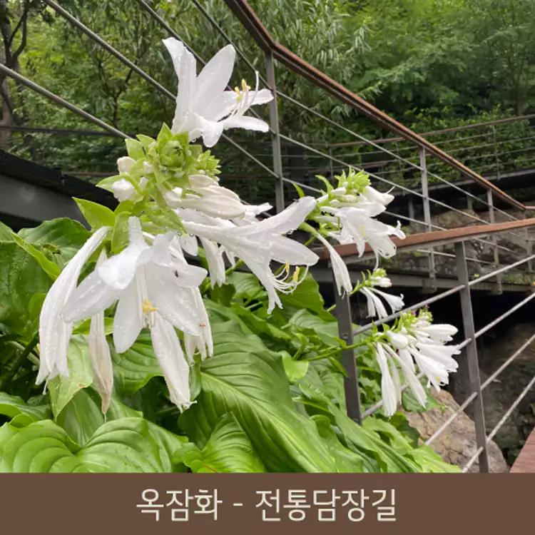화담숲-예약-꿀팁-홈페이지-예약방법-모노레일-사전예약-화담채-관람-가이드-2024-단풍축제-일정-설명-이미지