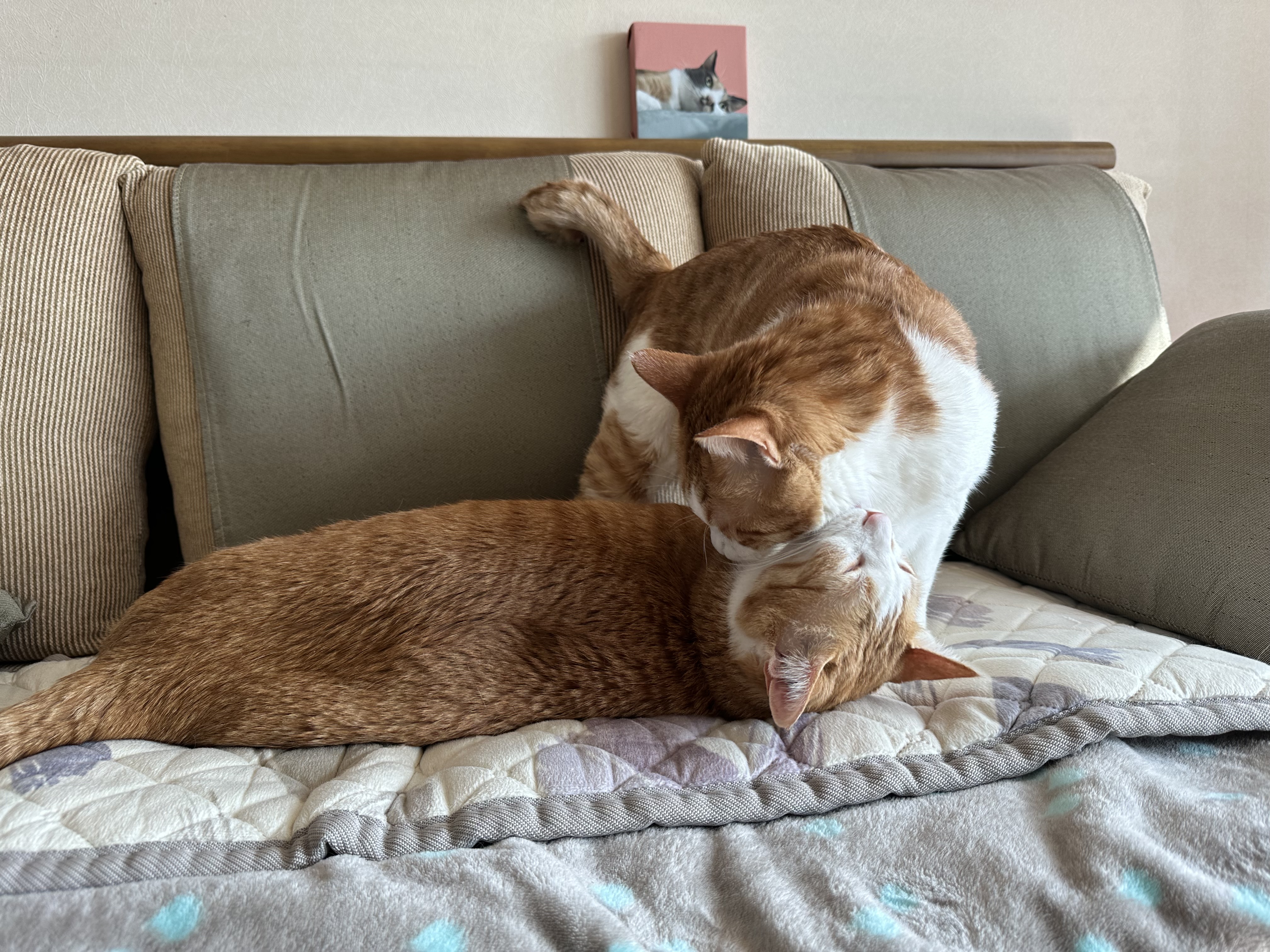 형아랑 놀고 싶어서 머리까지 깨물었지만...(feat.잔뜩 실망한 막둥이)