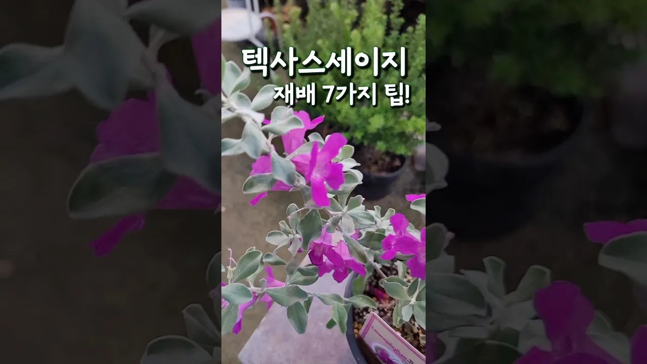 세이지 재배 삽목 번식 배수성 좋은 흙 가지치기_4