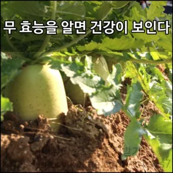 무우 효능 부작용 섭취 방법_10