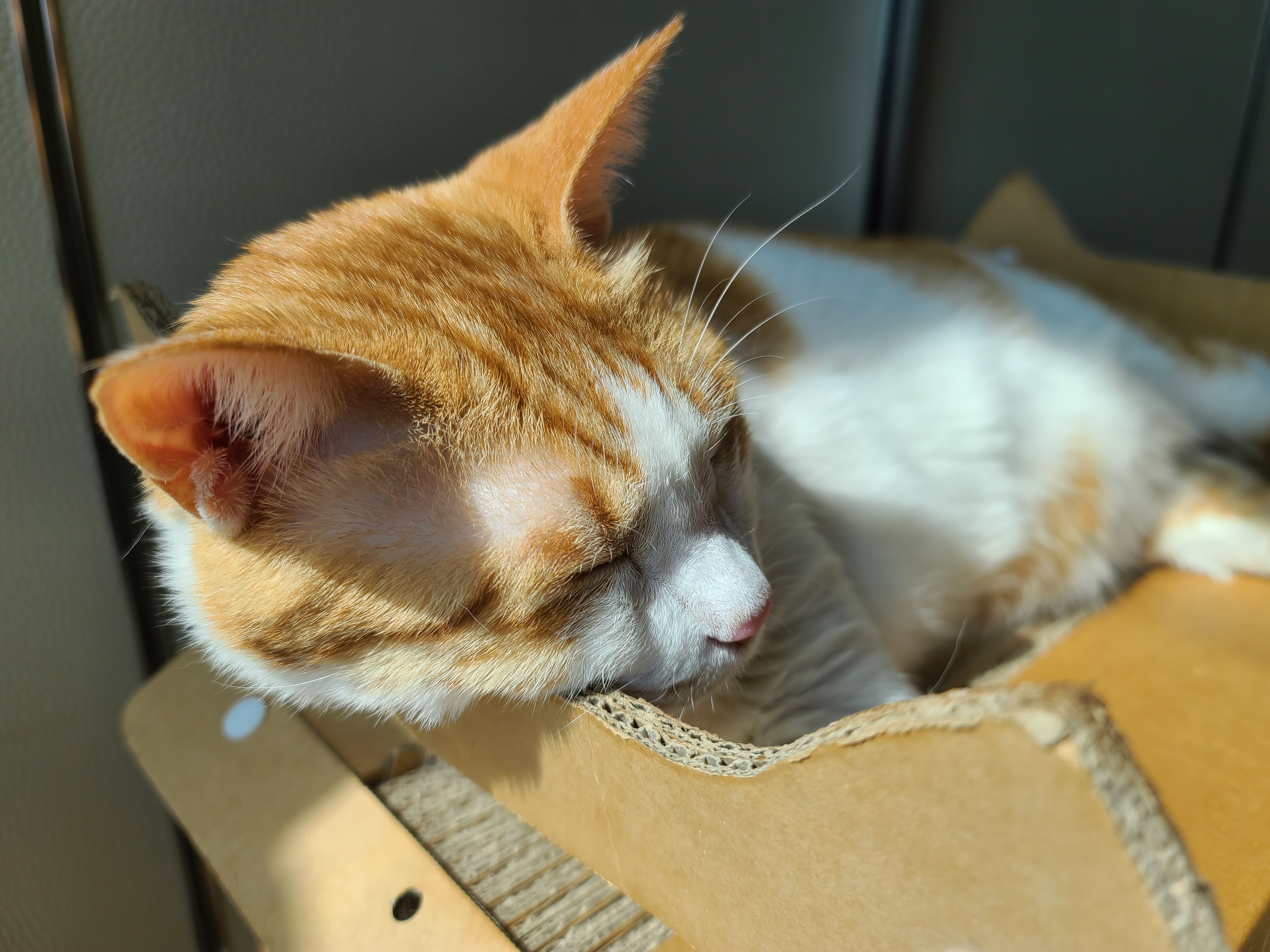 꼭 맞는 스크래쳐를 베고 자는 막둥이 삐용