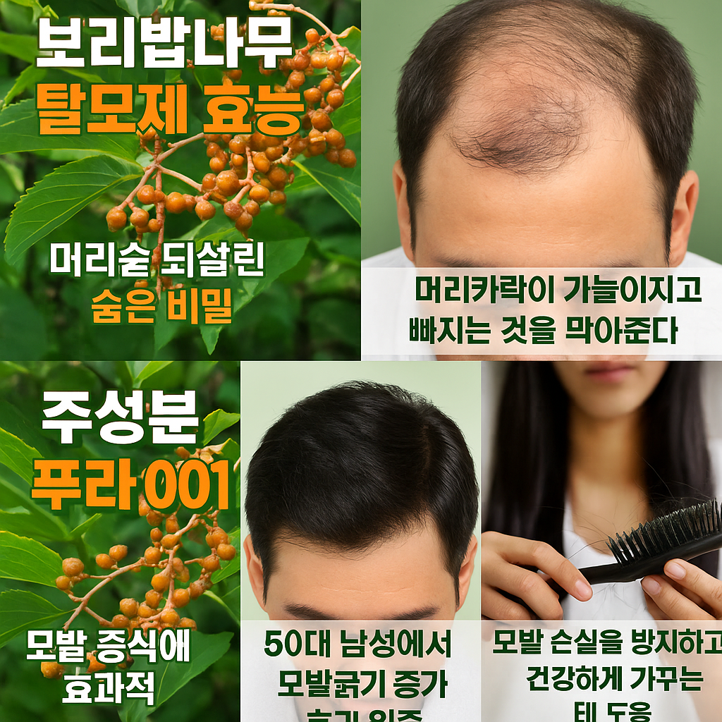 보리밥나무 탈모제 효능 머리숱 되살린 숨은 비밀