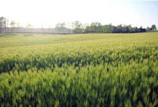 폭삭속았수다 촬영지 유채꽃밭 고성 학원농장 방문 관련 사진