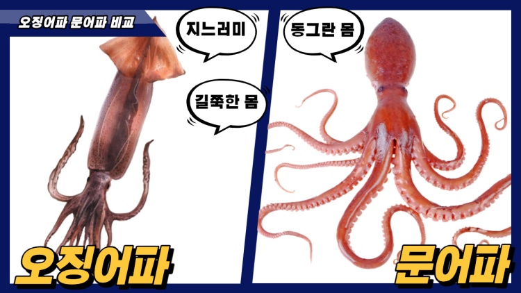 오징어 문어 구분