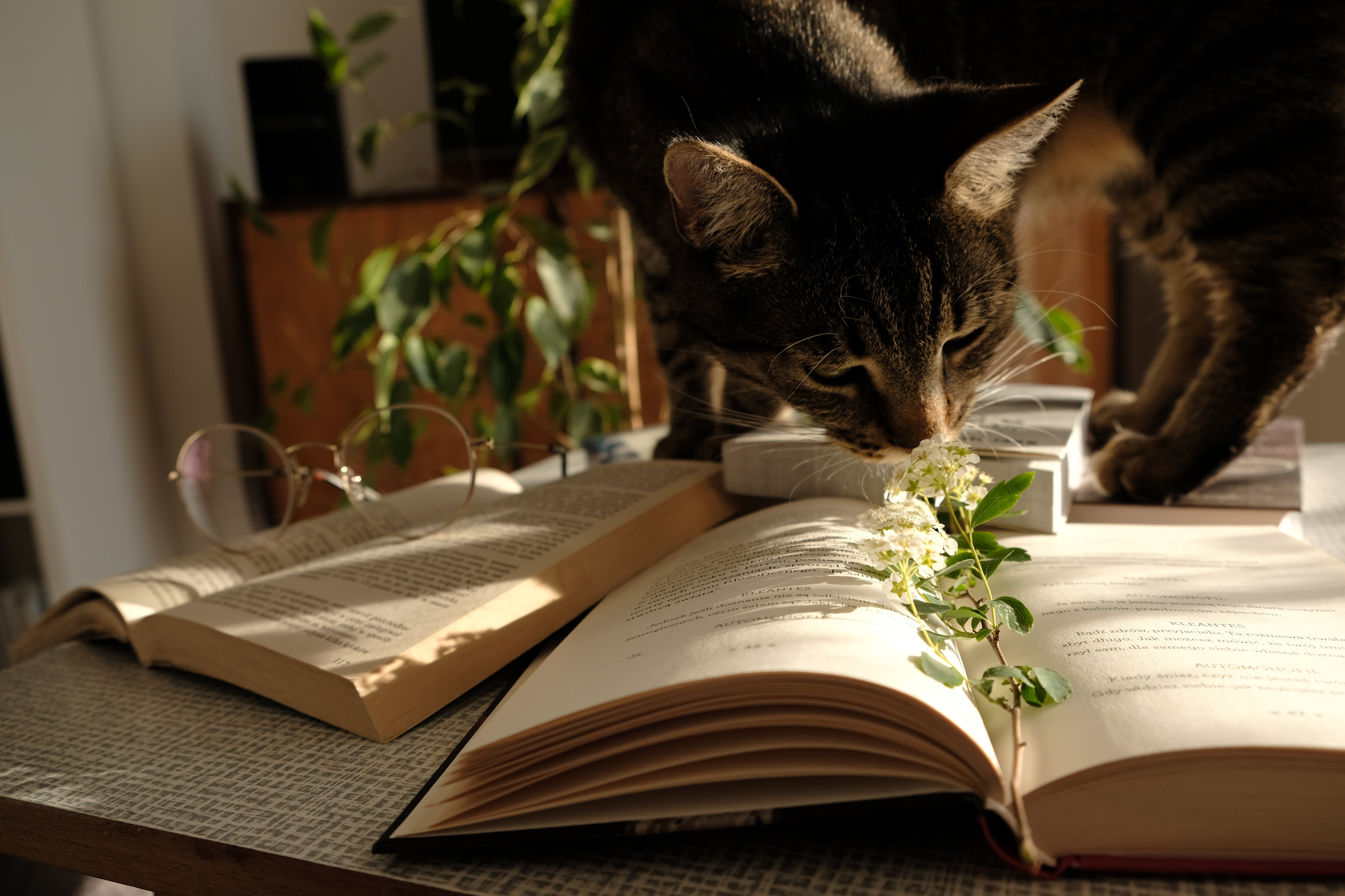 cat book