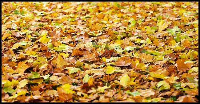 2024 내장산 단풍축제 기간 (국립공원)