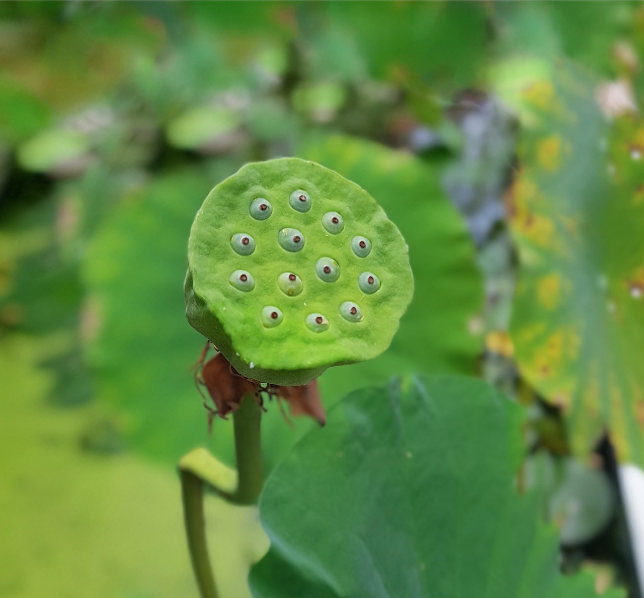 양평 세미원 연꽃
