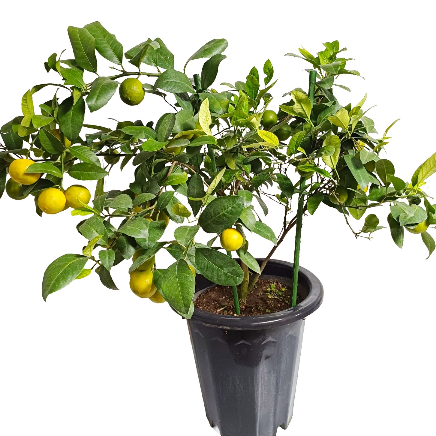 레몬나무 키우기