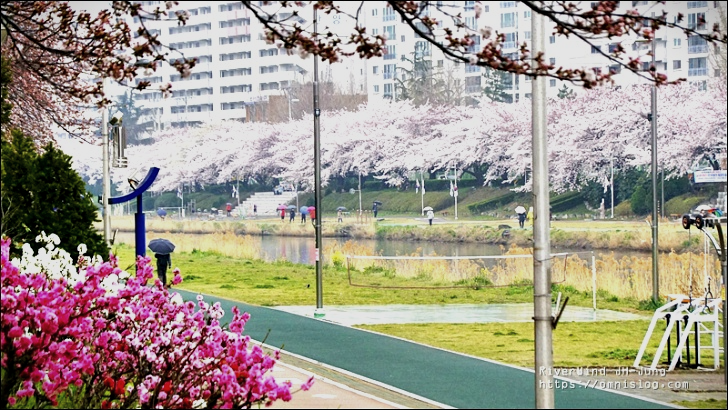 온천천 벚꽃길