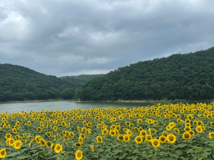 해바라기 명소