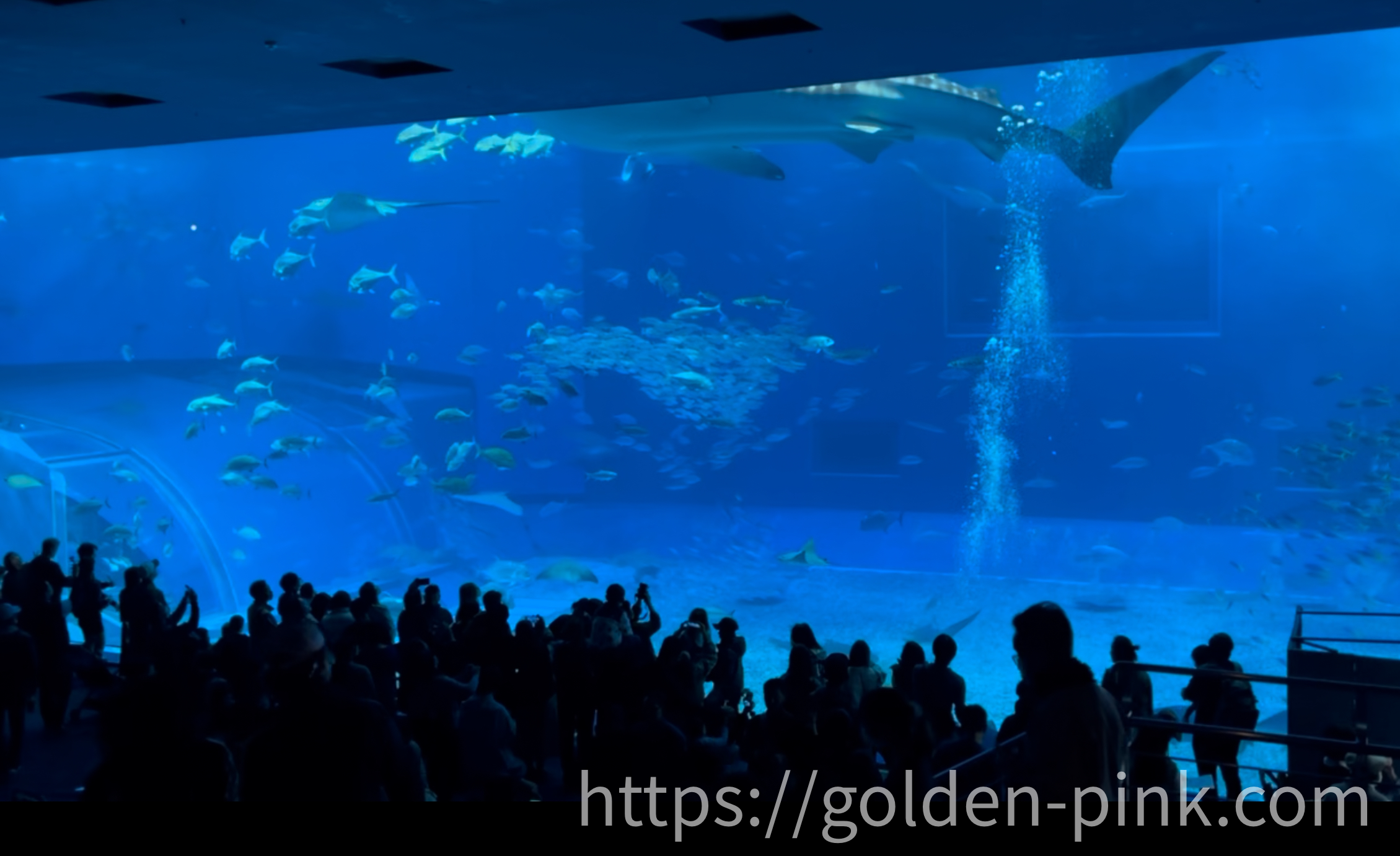 츄라우미 수족관의 고래상어 사진