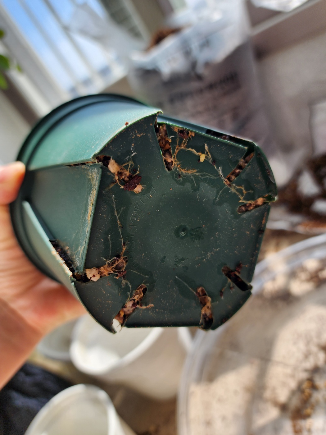 뿌리가 화분아래로 나오고 있는 퍼플프린스