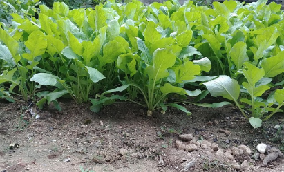 무껍질로 담근 새콤한 무피 김치 실험기