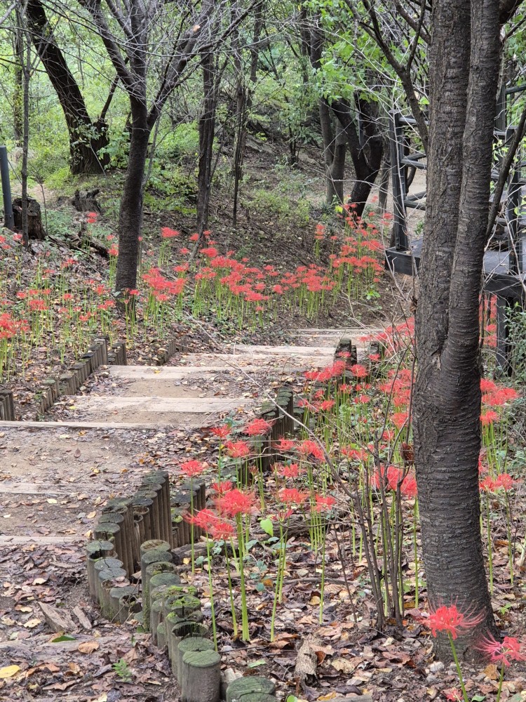 서대문안산 능안정 아래 꽃무릇
