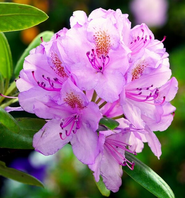 2025 여의도 벚꽃축제, 지금이 절정! 영등포 봄꽃축제 개막!