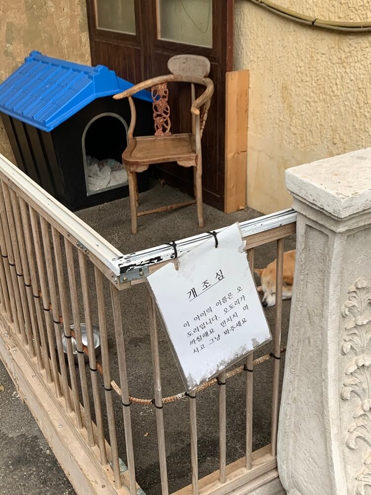 옆에 강아지