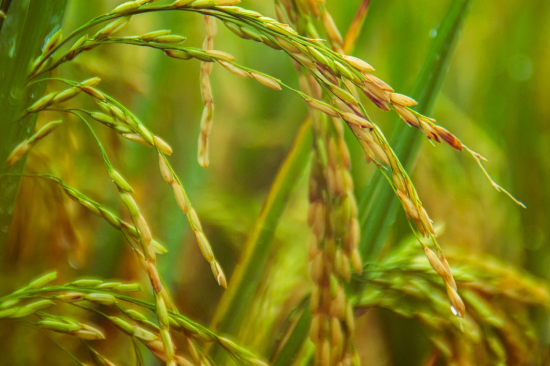 Rice