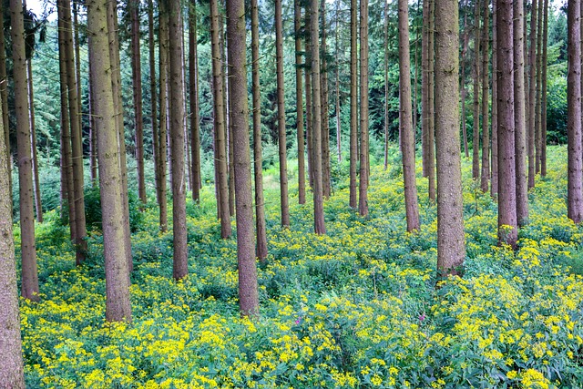 약쑥 효능과 섭취방법