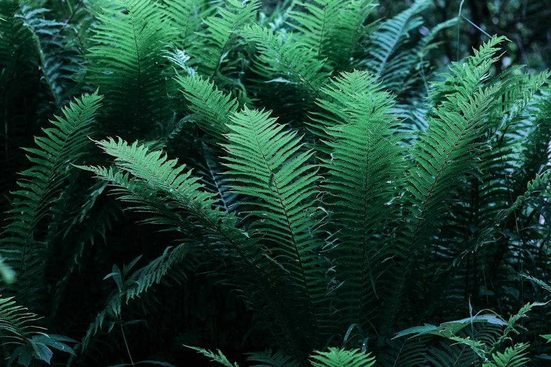 Fern.