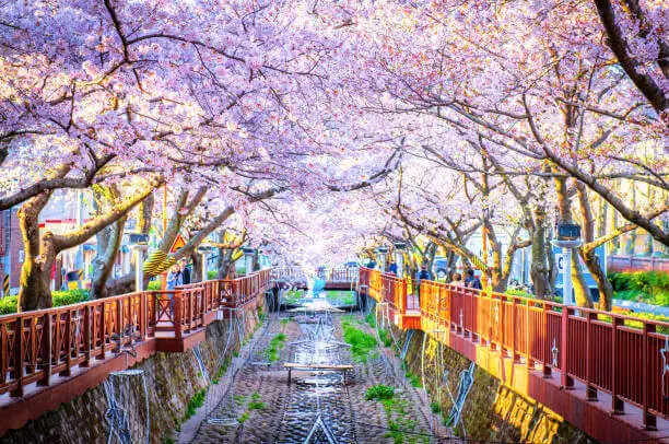 진해군항제-벚꽃-축제-진해-벚꽃-구경