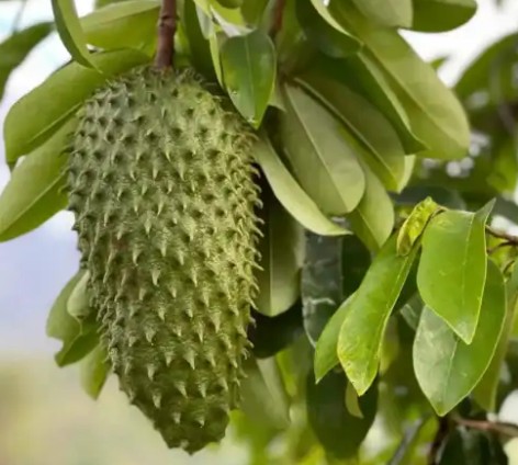 그라비올라(그라비올라잎) 효능 및 부작용, 먹는방법(차, 열매) 완벽정리