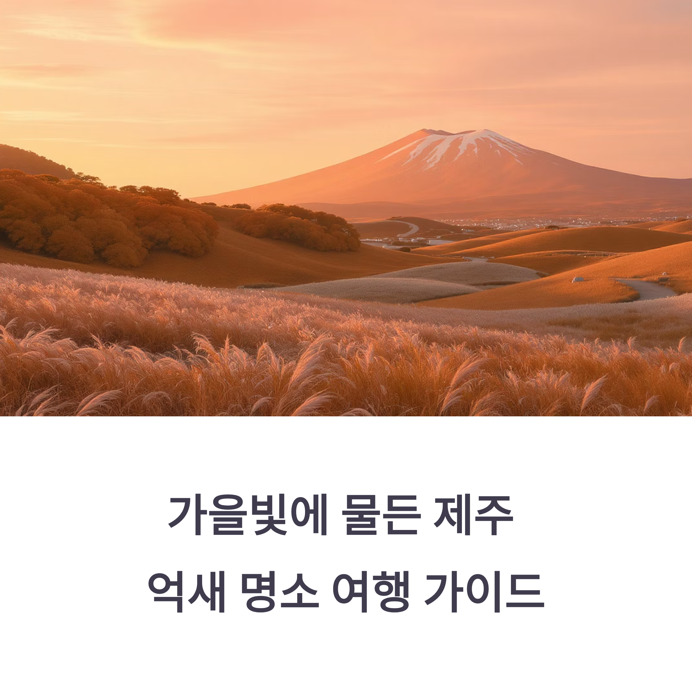 가을빛에 물든 제주 억새 명소 여행 가이드