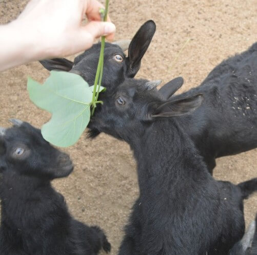 율봄식물원 딸기시즌, 체험하고 식물 동물까지! 식물원과 어우러지는 전원풍경 정원에서 이루어지는 계절 농촌체험입니다.