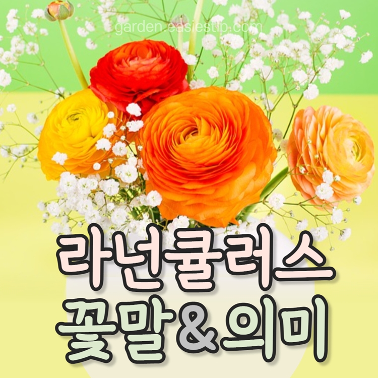 라넌큘러스 꽃말