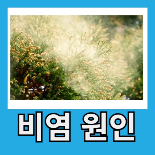 환절기 비염 원인