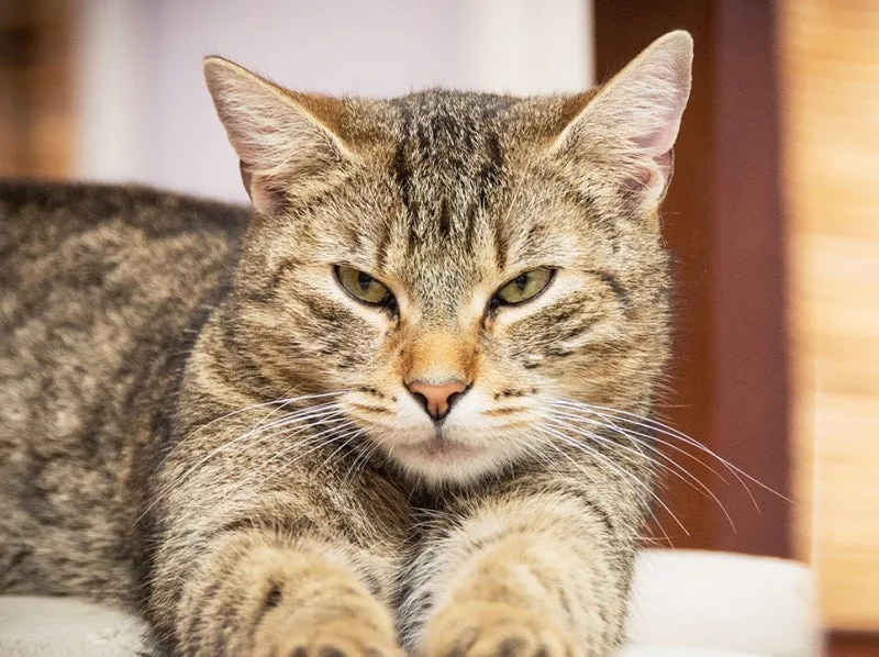 고양이 근육 경련 증상 원인 치료_6